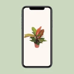 Philodendron Prince Of Orange (Heartleaf Philodendron) ↑ 45 Cm 9 Philodendron Prince Of Orange (Heartleaf Philodendron) ↑ 45 Cm -Optimal Glass Plant Shop unnamed fa00233c 3aa0 4772 98b9 3afd3916604e