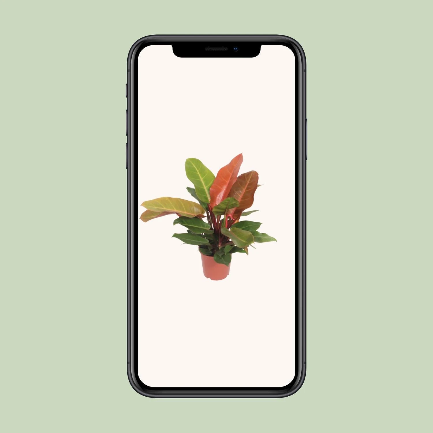 Philodendron Prince Of Orange (Heartleaf Philodendron) ↑ 45 Cm 6 Philodendron Prince Of Orange (Heartleaf Philodendron) ↑ 45 Cm - Image 4