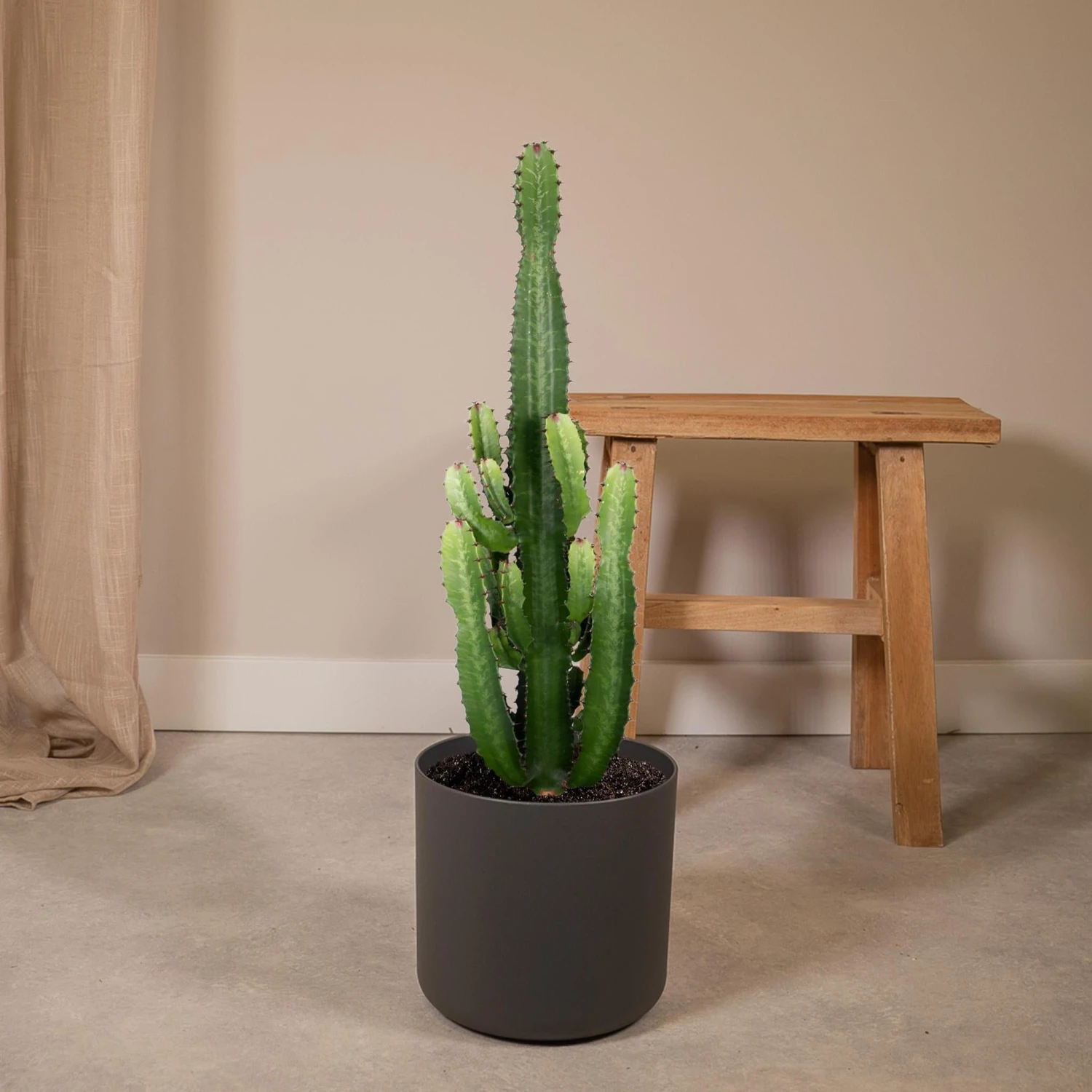 Euphorbia Acrurensis (Cowboy Cactus) ↑ 60 Cm 4 Euphorbia Acrurensis (Cowboy Cactus) ↑ 60 Cm - Image 2