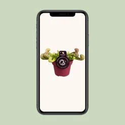 Peperomia Santorini (Trailing Peperomia) ↑ 13 Cm -Optimal Glass Plant Shop unnamed feab57b2 75bd 4ea9 b9d4 005f1d595e45